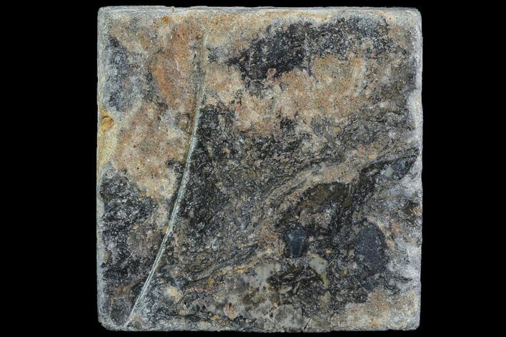 Rhynie Chert - Early Devonian Vascular Plant Fossils #86739
